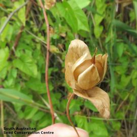   Fruit:   Calystegia sepium ; Photo by South Australian Seed Conservation Centre, used with permission
